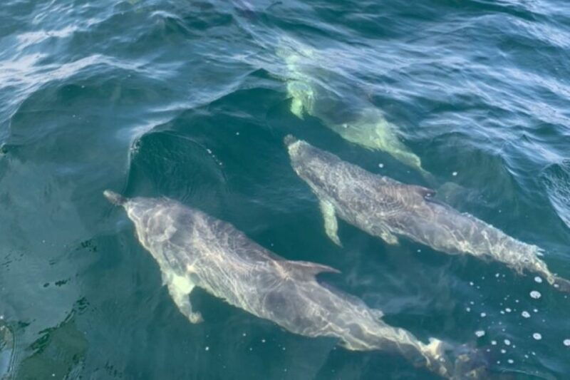 pensacola-beach-sunset-dolphin-tour-private-up-to-6-ppl