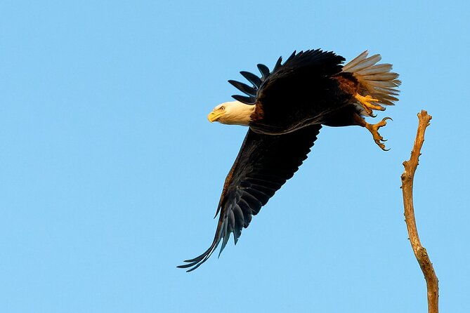 photograph-low-country-wildlife-with-a-professional-photographer