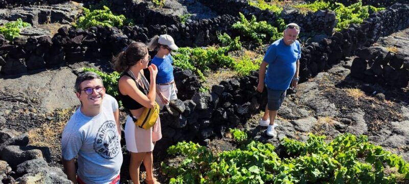pico-wine-tours