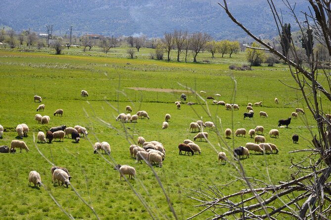 premium-off-road-tour-to-lasithi-plateau-olive-oil-tasting