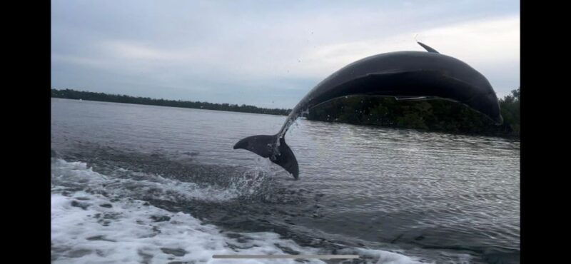private-2-hour-dolphin-eco-tour-marco-island-fl-2