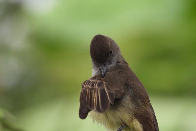 private-bird-watching-acacias-meta-finca-la-florida-apa