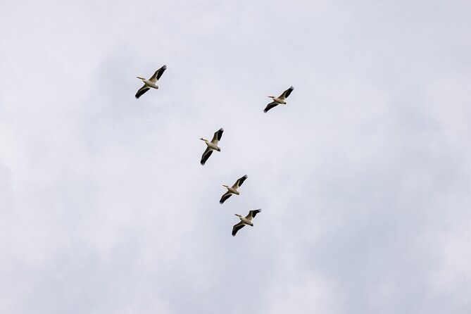private-charters-on-saginaw-bay-for-fishing-or-birdwatching