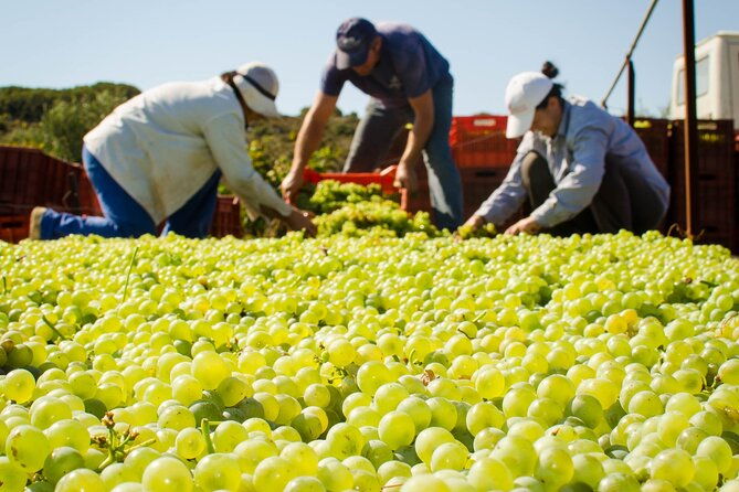 private-cretan-gastronomic-experience-winery-visit-with-tastings-cooking-class