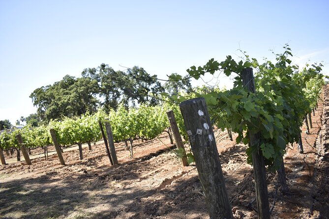 private-customized-napa-valley-wine-tasting-tour-10-passenger