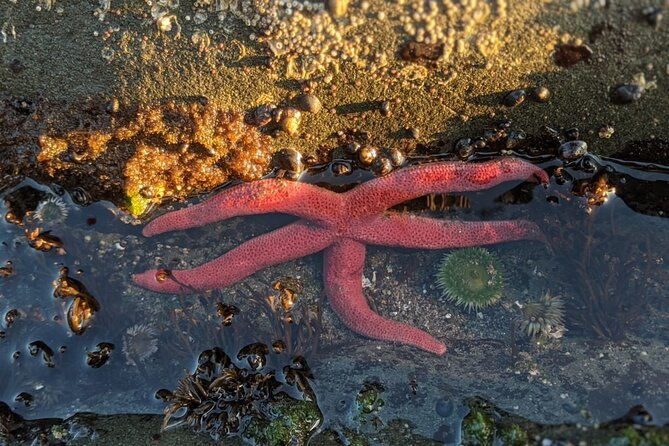 private-day-hike-rialto-beach-tide-pooling