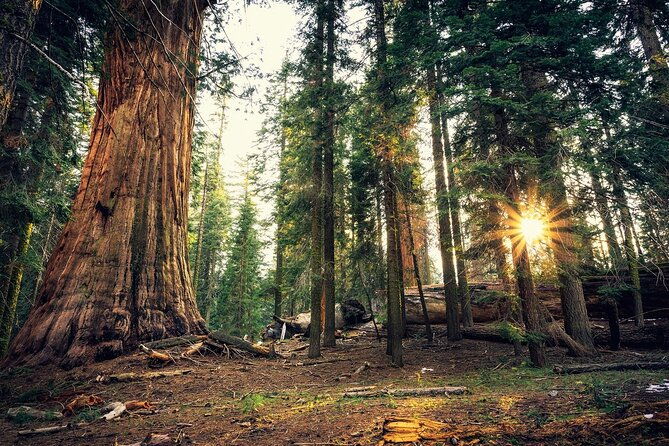 private-day-tour-to-yosemite-national-park