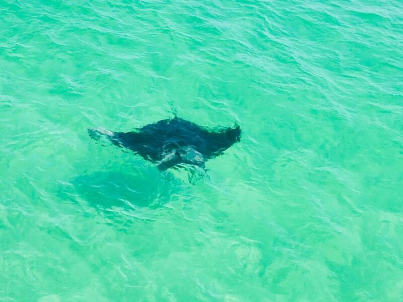 private-dolphin-tour-with-secluded-beach-snorkel-stop