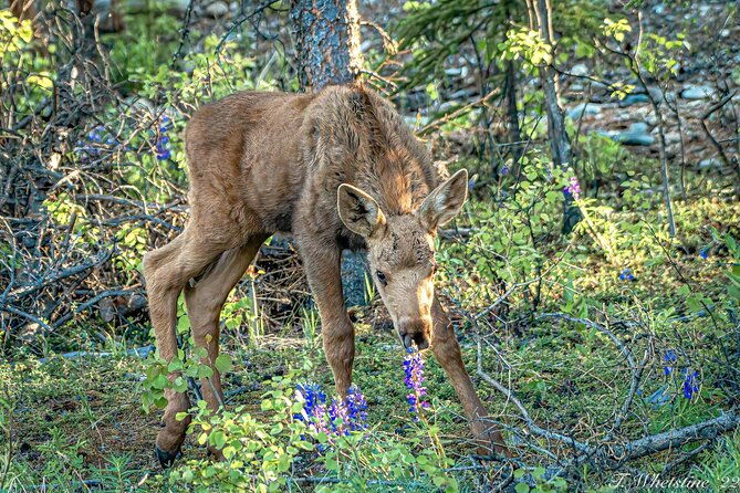 private-full-day-photography-workshop-of-fairbanks