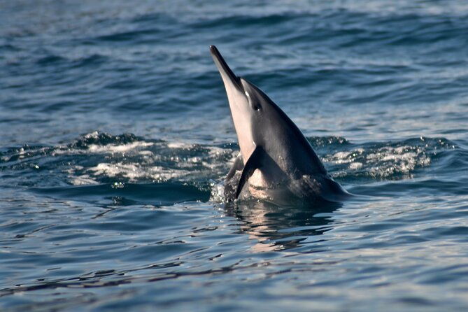 private-niihau-scuba-charter-with-2-or-3-tank-dive-option