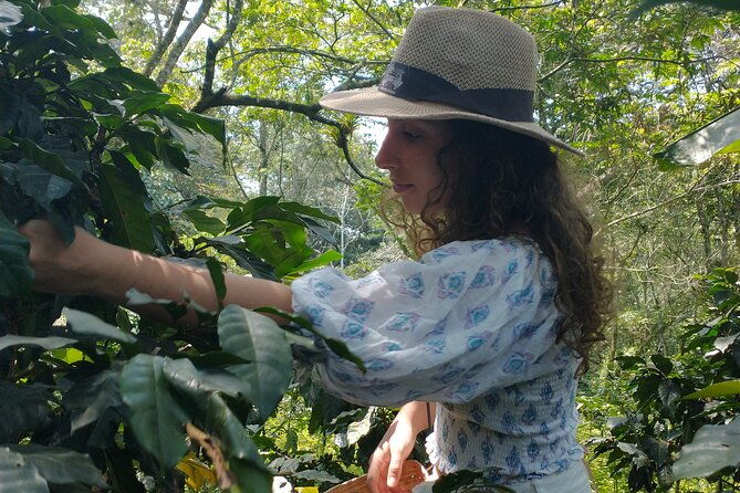 private-tour-coffee-plantation-coloma-transportation-lunch