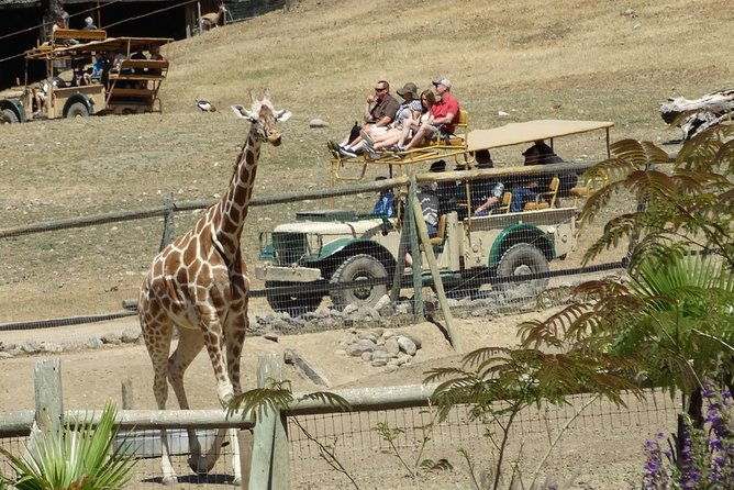 private-tour-of-sonoma-wild-safari-animal-park-and-sonoma-redwoods