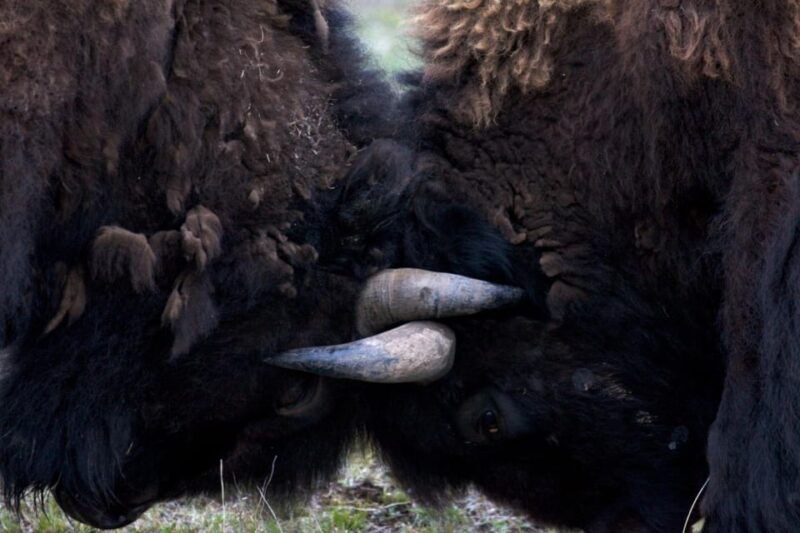 private-tour-of-yellowstone-national-park