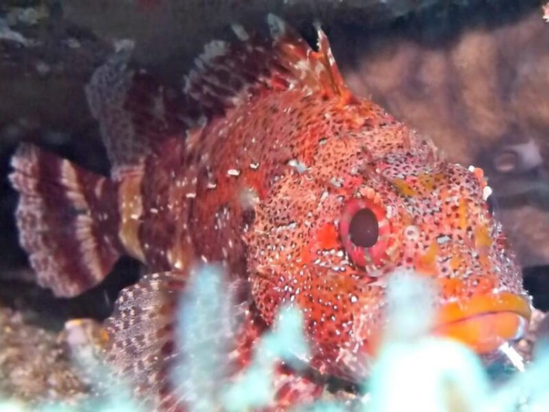 private-tour-ponta-de-sao-lourenco-scuba-snorkeling