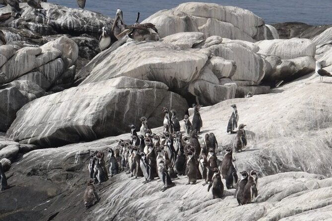 private-valparaiso-visit-penguins-island-horse-riding-picnic