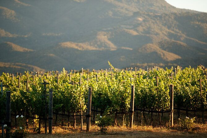 private-vineyard-tour-and-wine-tasting