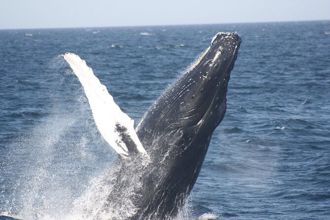 private-whale-watching-tour-at-the-pearl-islands-on-private-yacht