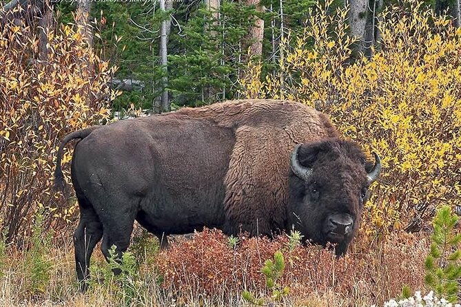 private-yellowstone-wildlife-and-photo-tours-west-yellowstone