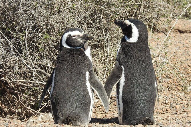 punta-tombo-full-day-tour-walking-among-penguins-regular-service-sib