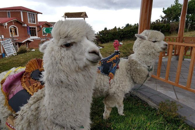 quilotoa-crater-lake-private-day-tour-trekking-market-art-and-llamas