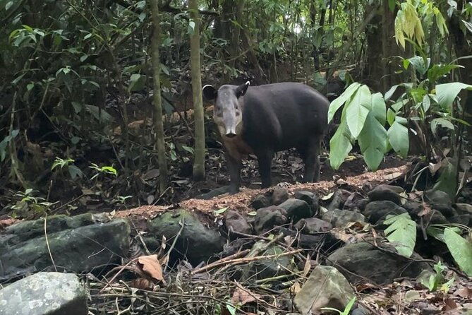 rainforest-night-tour-at-tapir-home-bijagua