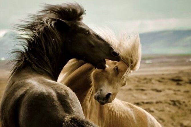 red-canyon-wild-mustang-safari-truck-tours-in-cody-wyoming