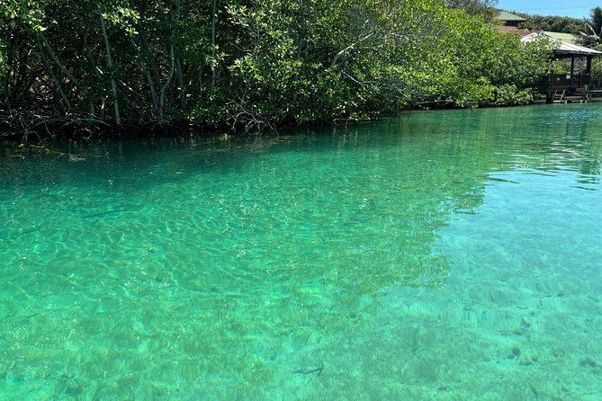 roatan-east-side-mangrove-tunnels-and-snorkel-adventure