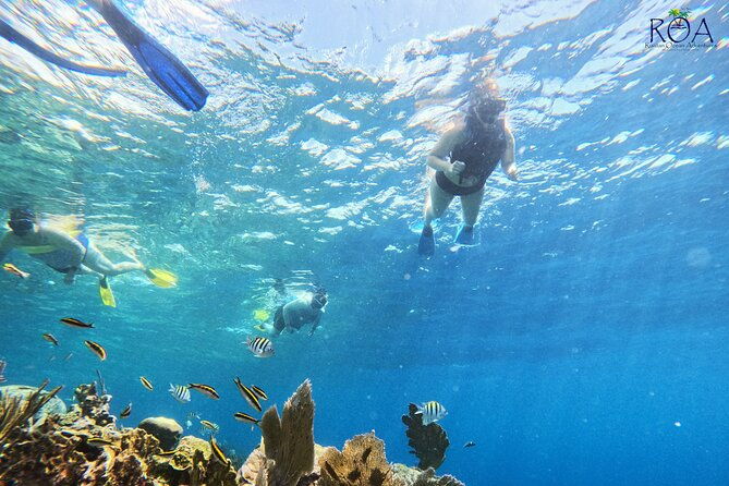 roatan-zipline-and-snorkel-adventure