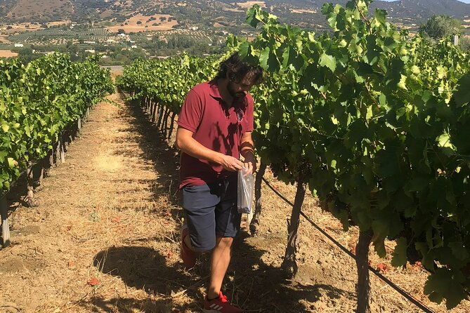 ronda-from-malaga-top-quality-wine-tour-city-exploring