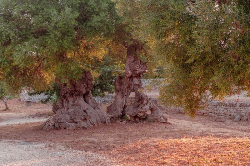 rural-park-monopoli-guided-tour-tasting-of-3-evo-oils