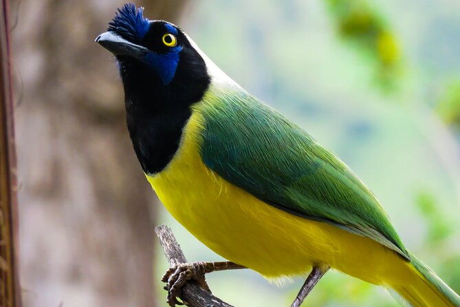 salento-birding-along-the-torrent-river