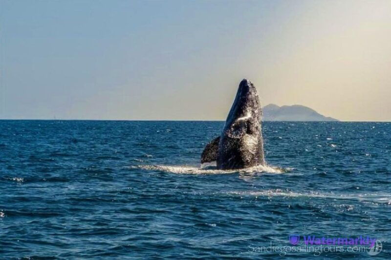 san-diego-half-day-marine-wildlife-tour-with-lunch-3