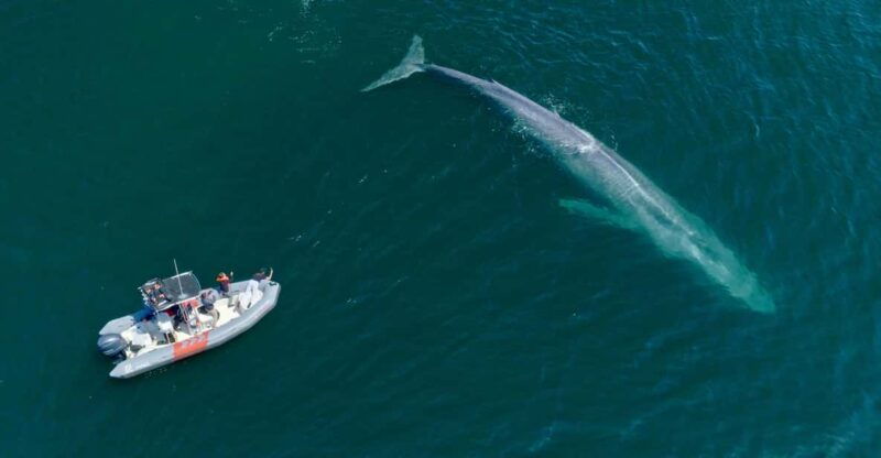 san-diego-whale-and-dolphin-watching-speedboat-tour