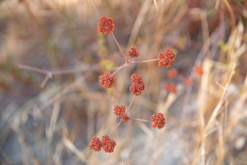 san-luis-obispo-margarita-ranch-foraging-tour