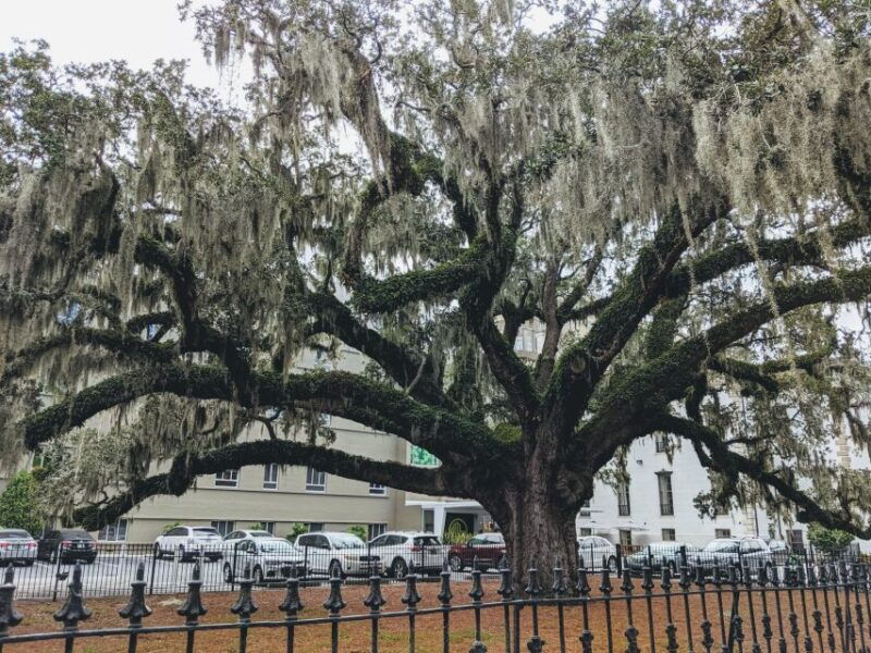 savannah-historic-district-islands-more-vip-private-tour
