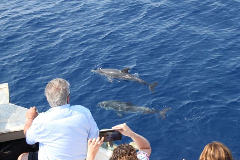 savona-pelagos-sanctuary-wildlife-cruise-with-guide