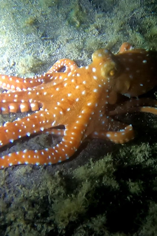 scuba-night-dive-for-certified-divers-in-tenerife