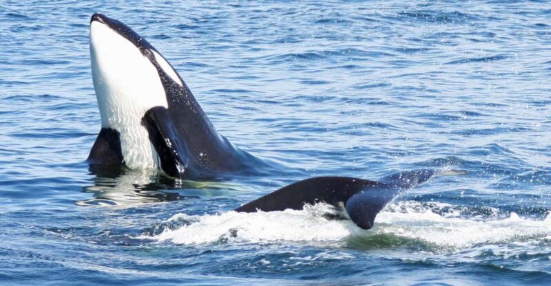 seattle-half-day-wildlife-and-whale-watching-cruise