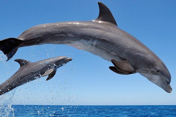 setubal-private-tour-including-dolphin-watching