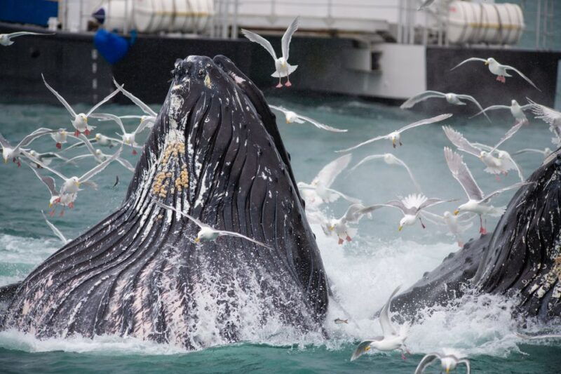 seward-kenai-fjords-national-park-extended-cruise