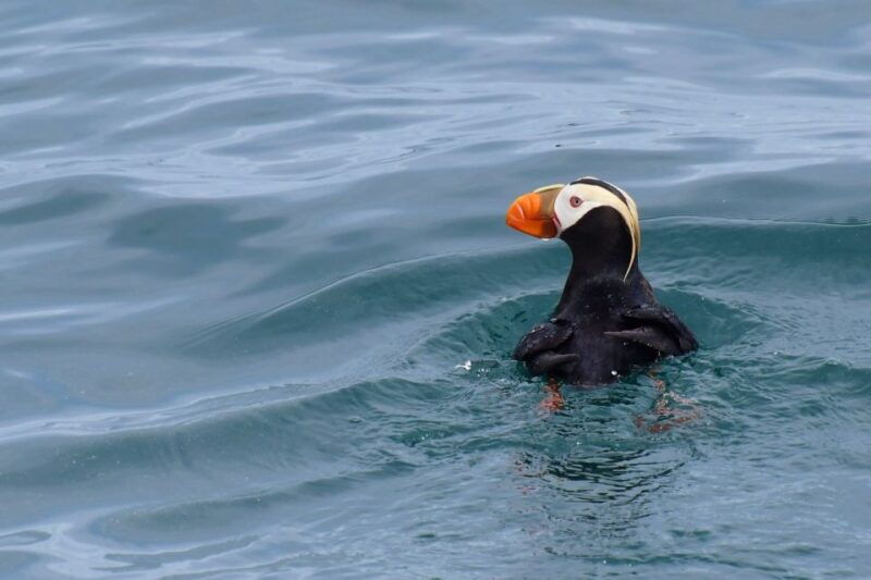 seward-resurrection-bay-orca-quest-cruise