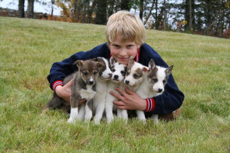 seward-summer-dog-sled-ride-and-seavey-estate-tour