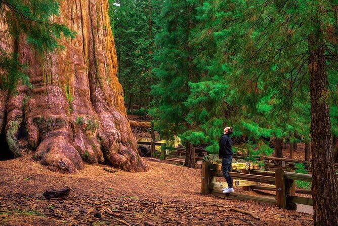 shaka-guide-sequoia-national-park-audio-tour-guide