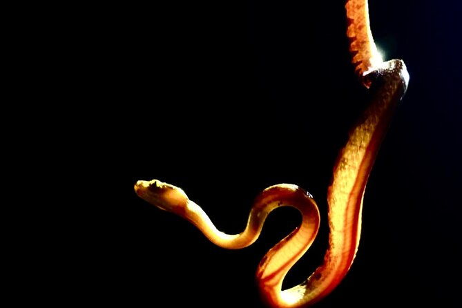 shared-night-tour-forest-experience-in-manuel-antonio