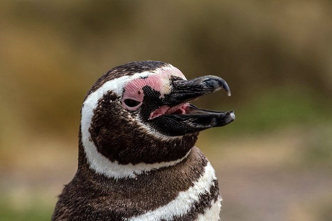 shore-excursion-punta-tombo-penguin-reserve-from-puerto-madryn