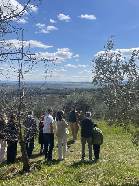 siena-evo-oil-experience-with-walk-tasting-and-lunch