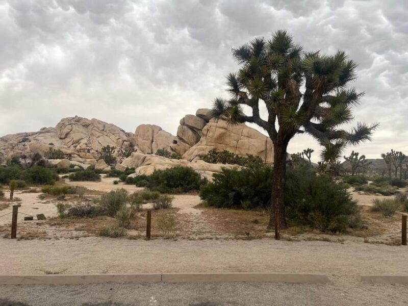 sightseeing-adventure-tour-of-joshua-tree-park-max-10