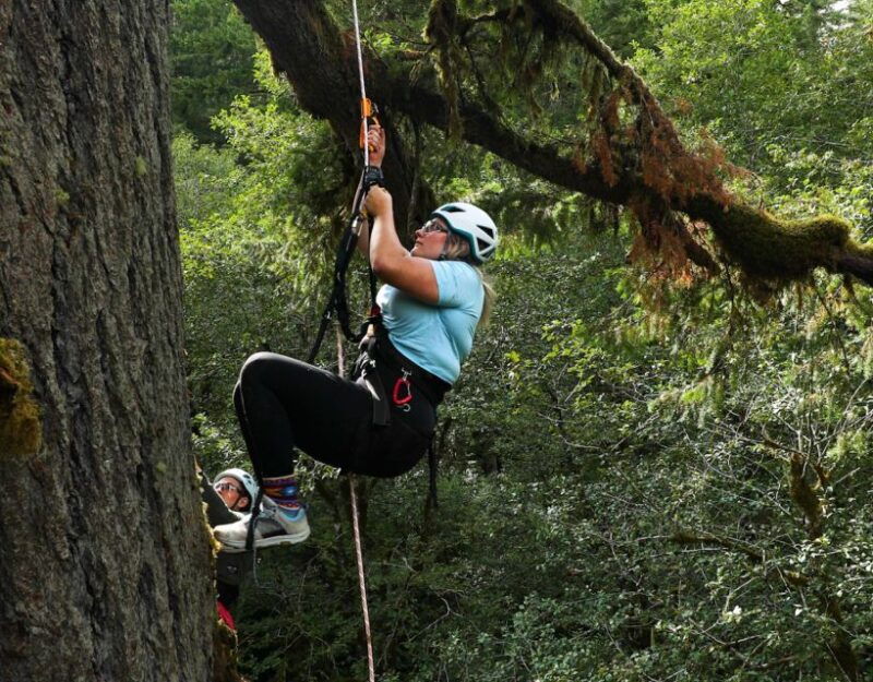 silver-falls-old-growth-tree-climbing-adventure