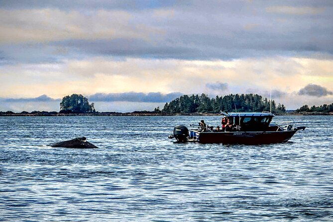 sitkas-private-wildlife-whale-adventure-for-6-w-transportation