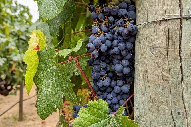 sonoma-scavenger-hunt-walking-tour-game